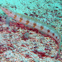 Spotted Sand-diver