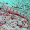 Spotted Sand-diver