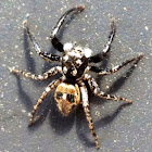 Twinflagged Jumping Spider