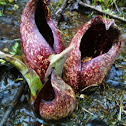 Skunk cabbage