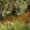 Red ear slider