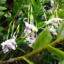 Orchidea