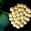 Hoya plant flowers