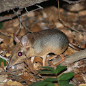 Four-toed Elephant Shrew