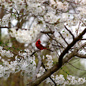 Northern Cardinal