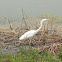 Great Egret