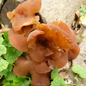 Wood Ear