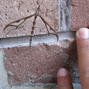 Giant eastern crane fly