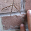 Giant eastern crane fly