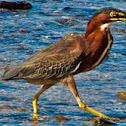 Green Heron