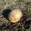 Gourd - Cabaça