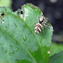 Zebra spider