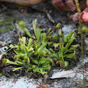 Venus Fly Trap