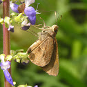 Skipper
