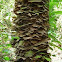 Fungus