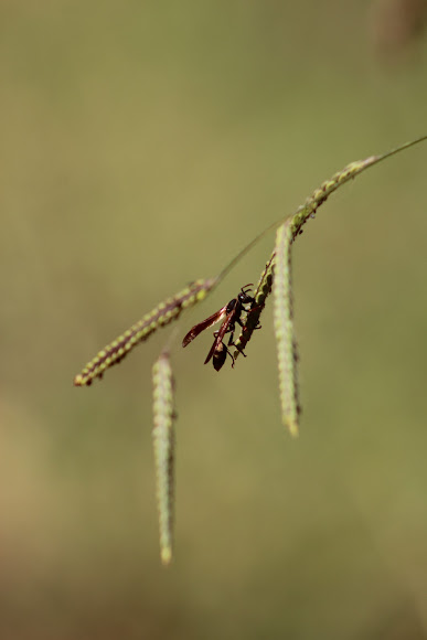 Spotting Image 1