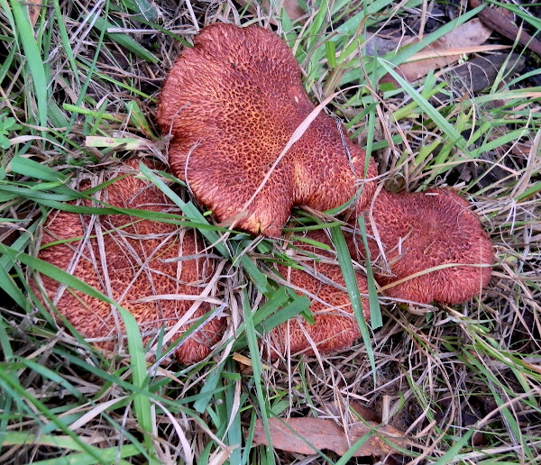 Plums and Custard Mushroom Project Noah