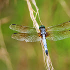 Blue Dasher