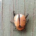 June bug