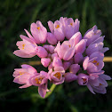 rosy garlic; ajo de culebra