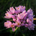 rosy garlic; ajo de culebra