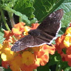 Funereal Duskywing