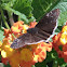 Funereal Duskywing