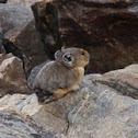Pika