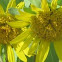 Mule's Ears or Indian Wheat