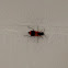 Soft-winged flower beetle