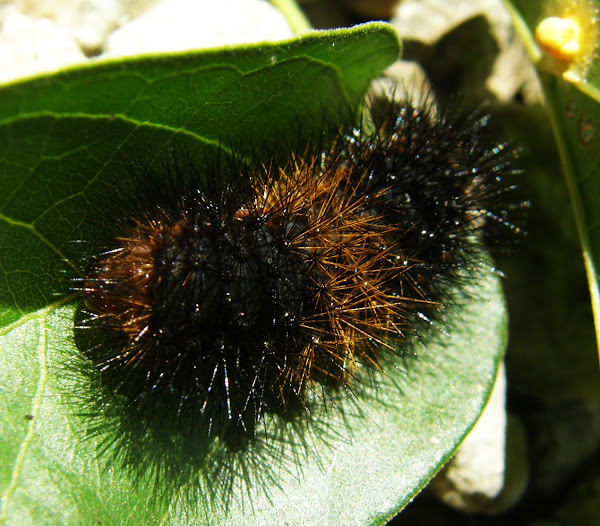 Woolly bear caterpillar Project Noah