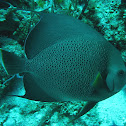 Grey Angelfish