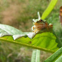 Pacific tree frog