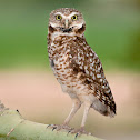 Burrowing Owl