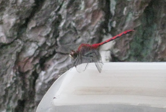 Spotting Image 1