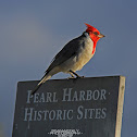 Red Crested Cardinal