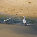 Slender-billed Gull