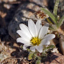 Mojave Desertstar