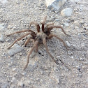 Tarantula