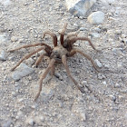 Tarantula