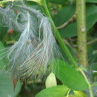 Cardinal feathers
