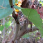 Florida tree snail