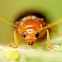 Leaf Beetle