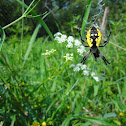 Black and Yellow Garden Spider