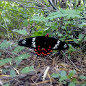 Swallowtail Butterfly