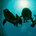 Bottlenose dolphin