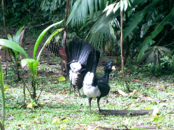 Spotting Image 1