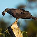 Snail Kite