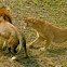 Lions