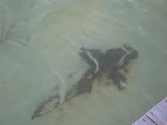 Spotting Image 1